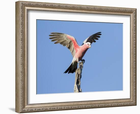 A Galah (Eolophus Roseicapilla) Landing in Southwest Australia.-Neil Losin-Framed Photographic Print