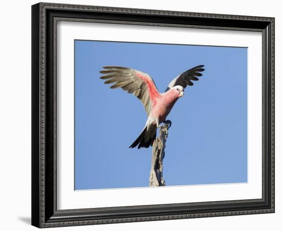 A Galah (Eolophus Roseicapilla) Landing in Southwest Australia.-Neil Losin-Framed Photographic Print