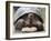 A Galapagos giant tortoise (Chelonoidis spp) in Urbina Bay, Isabela Island, Galapagos, Ecuador-Michael Nolan-Framed Photographic Print