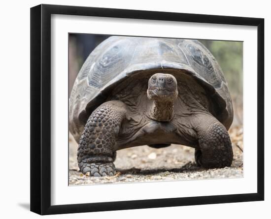 A Galapagos giant tortoise (Chelonoidis spp) in Urbina Bay, Isabela Island, Galapagos, Ecuador-Michael Nolan-Framed Photographic Print