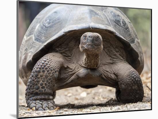 A Galapagos giant tortoise (Chelonoidis spp) in Urbina Bay, Isabela Island, Galapagos, Ecuador-Michael Nolan-Mounted Photographic Print