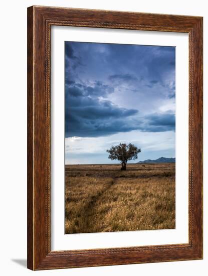 A Game Trail Leads To A Lone Tree Near The Great Salt Lake, Utah-Lindsay Daniels-Framed Photographic Print