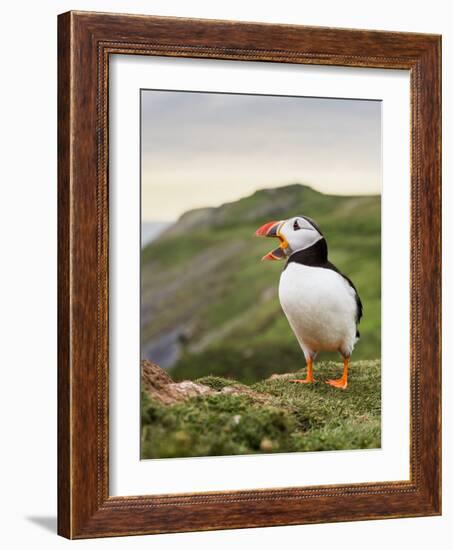 A gaping puffin (Fratercula arctica) captured at the Wick on Skomer Island, Pembrokeshire, Wales, U-Matthew Cattell-Framed Photographic Print