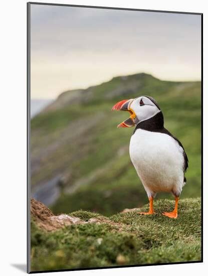 A gaping puffin (Fratercula arctica) captured at the Wick on Skomer Island, Pembrokeshire, Wales, U-Matthew Cattell-Mounted Photographic Print
