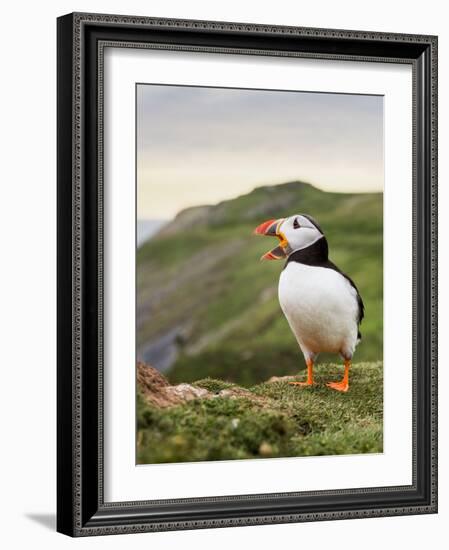 A gaping puffin (Fratercula arctica) captured at the Wick on Skomer Island, Pembrokeshire, Wales, U-Matthew Cattell-Framed Photographic Print