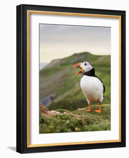 A gaping puffin (Fratercula arctica) captured at the Wick on Skomer Island, Pembrokeshire, Wales, U-Matthew Cattell-Framed Photographic Print