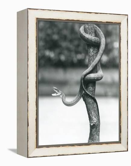 A Gaping Texas Rat Snake Coiled around a Vertical Branch at London Zoo in August 1928 (B/W Photo)-Frederick William Bond-Framed Premier Image Canvas