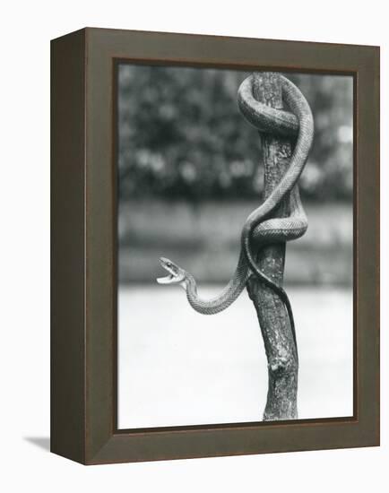 A Gaping Texas Rat Snake Coiled around a Vertical Branch at London Zoo in August 1928 (B/W Photo)-Frederick William Bond-Framed Premier Image Canvas