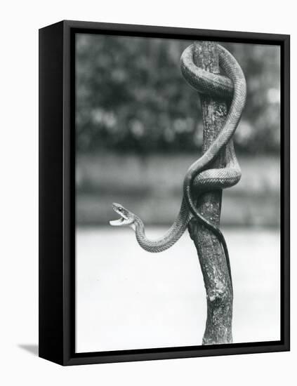 A Gaping Texas Rat Snake Coiled around a Vertical Branch at London Zoo in August 1928 (B/W Photo)-Frederick William Bond-Framed Premier Image Canvas