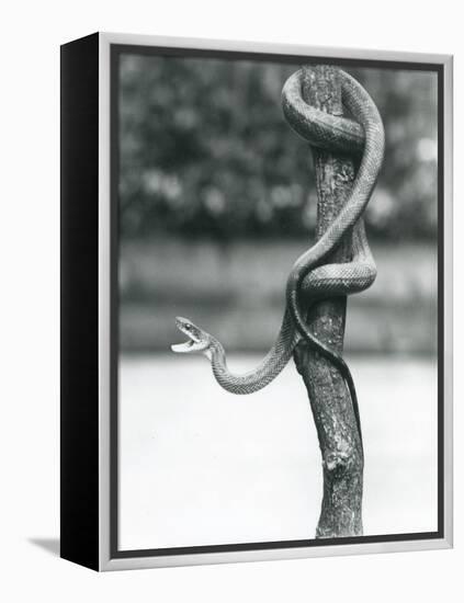 A Gaping Texas Rat Snake Coiled around a Vertical Branch at London Zoo in August 1928 (B/W Photo)-Frederick William Bond-Framed Premier Image Canvas