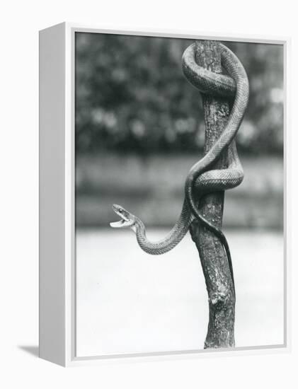 A Gaping Texas Rat Snake Coiled around a Vertical Branch at London Zoo in August 1928 (B/W Photo)-Frederick William Bond-Framed Premier Image Canvas