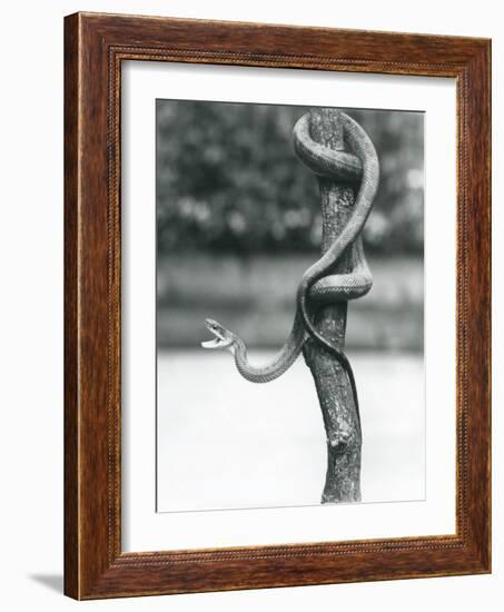 A Gaping Texas Rat Snake Coiled around a Vertical Branch at London Zoo in August 1928 (B/W Photo)-Frederick William Bond-Framed Giclee Print