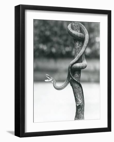 A Gaping Texas Rat Snake Coiled around a Vertical Branch at London Zoo in August 1928 (B/W Photo)-Frederick William Bond-Framed Giclee Print