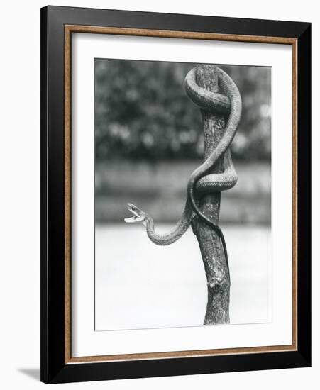 A Gaping Texas Rat Snake Coiled around a Vertical Branch at London Zoo in August 1928 (B/W Photo)-Frederick William Bond-Framed Giclee Print