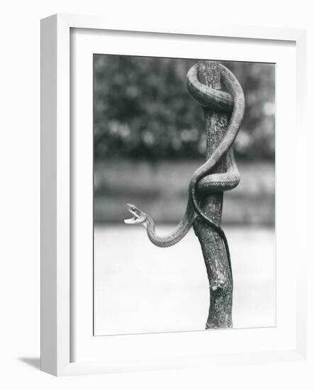 A Gaping Texas Rat Snake Coiled around a Vertical Branch at London Zoo in August 1928 (B/W Photo)-Frederick William Bond-Framed Giclee Print