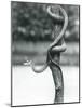 A Gaping Texas Rat Snake Coiled around a Vertical Branch at London Zoo in August 1928 (B/W Photo)-Frederick William Bond-Mounted Giclee Print