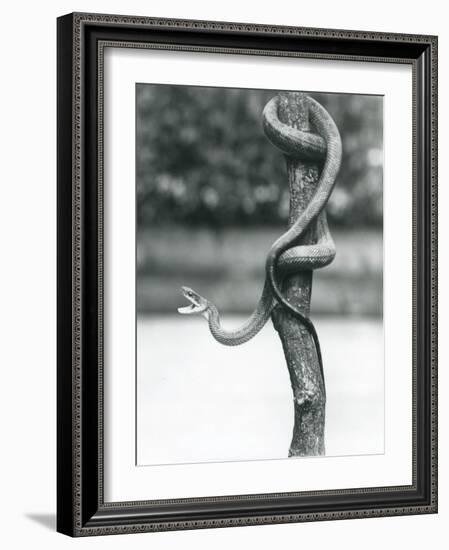 A Gaping Texas Rat Snake Coiled around a Vertical Branch at London Zoo in August 1928 (B/W Photo)-Frederick William Bond-Framed Giclee Print