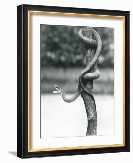 A Gaping Texas Rat Snake Coiled around a Vertical Branch at London Zoo in August 1928 (B/W Photo)-Frederick William Bond-Framed Giclee Print