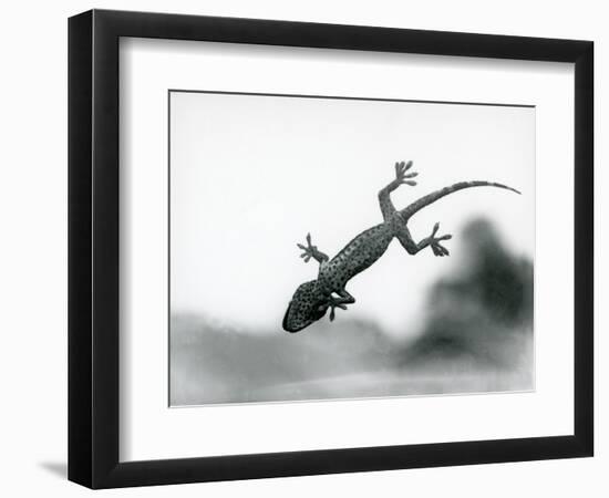 A Gecko Seen from below as it Climbs on Glass, Showing its Specialized Foot Pads, London Zoo, Augus-Frederick William Bond-Framed Giclee Print