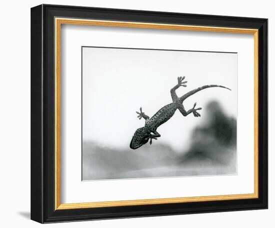 A Gecko Seen from below as it Climbs on Glass, Showing its Specialized Foot Pads, London Zoo, Augus-Frederick William Bond-Framed Giclee Print