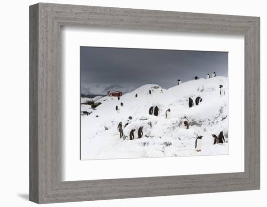 A Gentoo penguin colony (Pygoscelis papua) near Groussac Argentinian hut, Petermann Island, Antarct-Sergio Pitamitz-Framed Photographic Print
