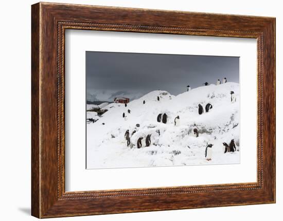 A Gentoo penguin colony (Pygoscelis papua) near Groussac Argentinian hut, Petermann Island, Antarct-Sergio Pitamitz-Framed Photographic Print