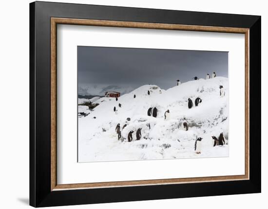 A Gentoo penguin colony (Pygoscelis papua) near Groussac Argentinian hut, Petermann Island, Antarct-Sergio Pitamitz-Framed Photographic Print