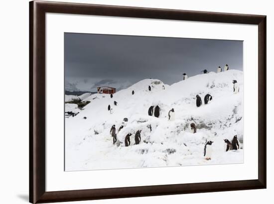 A Gentoo penguin colony (Pygoscelis papua) near Groussac Argentinian hut, Petermann Island, Antarct-Sergio Pitamitz-Framed Photographic Print