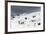 A Gentoo penguin colony (Pygoscelis papua) near Groussac Argentinian hut, Petermann Island, Antarct-Sergio Pitamitz-Framed Photographic Print