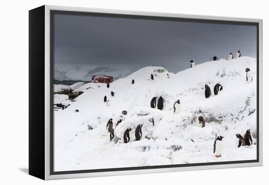 A Gentoo penguin colony (Pygoscelis papua) near Groussac Argentinian hut, Petermann Island, Antarct-Sergio Pitamitz-Framed Premier Image Canvas