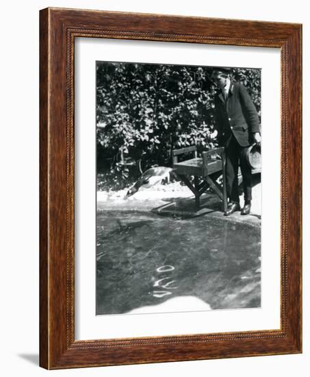 A Gentoo Penguin Dives after Fish That the Keeper Has Just Thrown into its Pool-Frederick William Bond-Framed Photographic Print