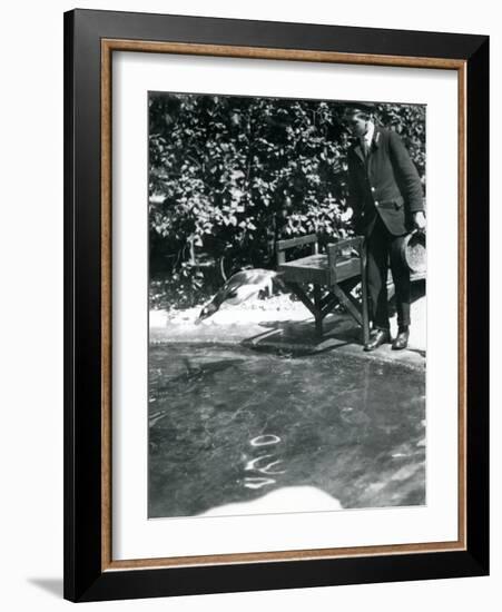 A Gentoo Penguin Dives after Fish That the Keeper Has Just Thrown into its Pool-Frederick William Bond-Framed Photographic Print