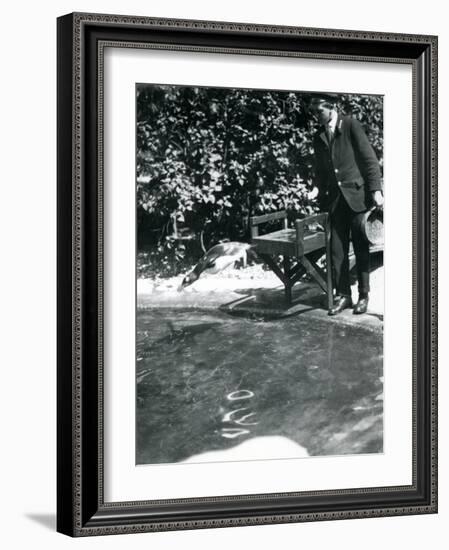 A Gentoo Penguin Dives after Fish That the Keeper Has Just Thrown into its Pool-Frederick William Bond-Framed Photographic Print