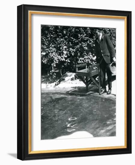 A Gentoo Penguin Dives after Fish That the Keeper Has Just Thrown into its Pool-Frederick William Bond-Framed Photographic Print