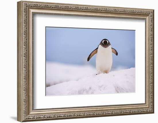 A gentoo penguin (Pygoscelis papua), Petermann Island, Antarctica, Polar Regions-Sergio Pitamitz-Framed Photographic Print