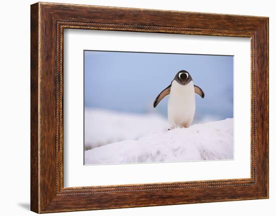 A gentoo penguin (Pygoscelis papua), Petermann Island, Antarctica, Polar Regions-Sergio Pitamitz-Framed Photographic Print