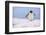 A gentoo penguin (Pygoscelis papua), Petermann Island, Antarctica, Polar Regions-Sergio Pitamitz-Framed Photographic Print