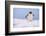 A gentoo penguin (Pygoscelis papua), Petermann Island, Antarctica, Polar Regions-Sergio Pitamitz-Framed Photographic Print