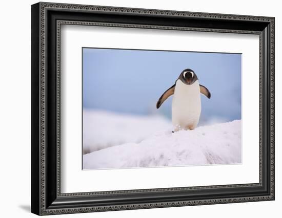 A gentoo penguin (Pygoscelis papua), Petermann Island, Antarctica, Polar Regions-Sergio Pitamitz-Framed Photographic Print