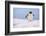 A gentoo penguin (Pygoscelis papua), Petermann Island, Antarctica, Polar Regions-Sergio Pitamitz-Framed Photographic Print