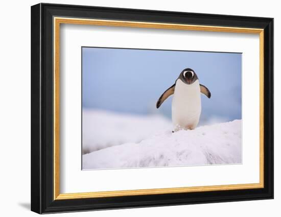 A gentoo penguin (Pygoscelis papua), Petermann Island, Antarctica, Polar Regions-Sergio Pitamitz-Framed Photographic Print