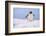 A gentoo penguin (Pygoscelis papua), Petermann Island, Antarctica, Polar Regions-Sergio Pitamitz-Framed Photographic Print