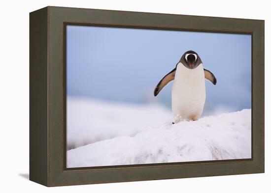 A gentoo penguin (Pygoscelis papua), Petermann Island, Antarctica, Polar Regions-Sergio Pitamitz-Framed Premier Image Canvas