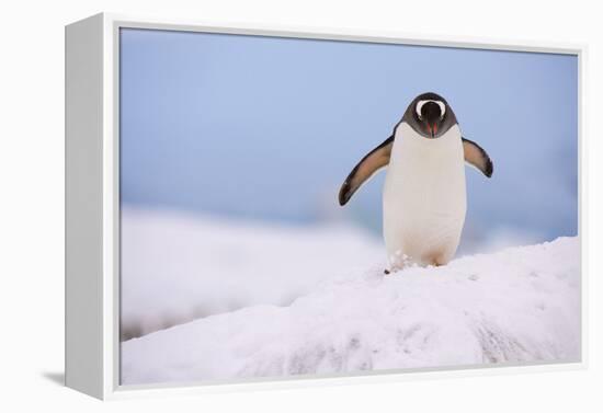 A gentoo penguin (Pygoscelis papua), Petermann Island, Antarctica, Polar Regions-Sergio Pitamitz-Framed Premier Image Canvas