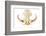 A Genuine African Wart Hog AKA  Phacochoerus Africanus  Skull Isolated on a White with Room for You-mikeledray-Framed Photographic Print