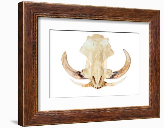 A Genuine African Wart Hog AKA  Phacochoerus Africanus  Skull Isolated on a White with Room for You-mikeledray-Framed Photographic Print