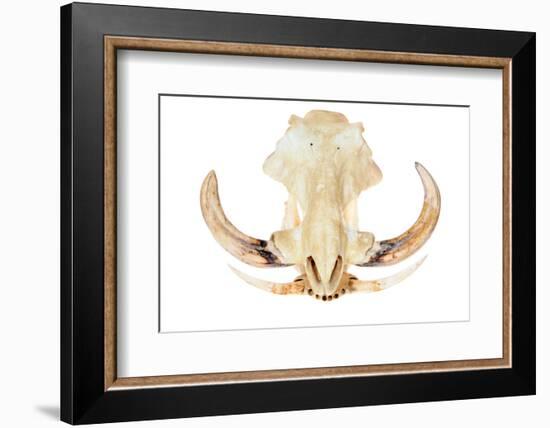 A Genuine African Wart Hog AKA  Phacochoerus Africanus  Skull Isolated on a White with Room for You-mikeledray-Framed Photographic Print