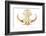 A Genuine African Wart Hog AKA  Phacochoerus Africanus  Skull Isolated on a White with Room for You-mikeledray-Framed Photographic Print