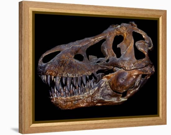 A Genuine Fossilized Skull of a T. Rex-Stocktrek Images-Framed Premier Image Canvas