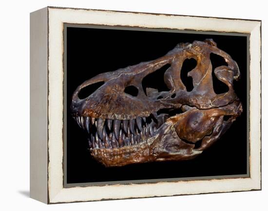 A Genuine Fossilized Skull of a T. Rex-Stocktrek Images-Framed Premier Image Canvas